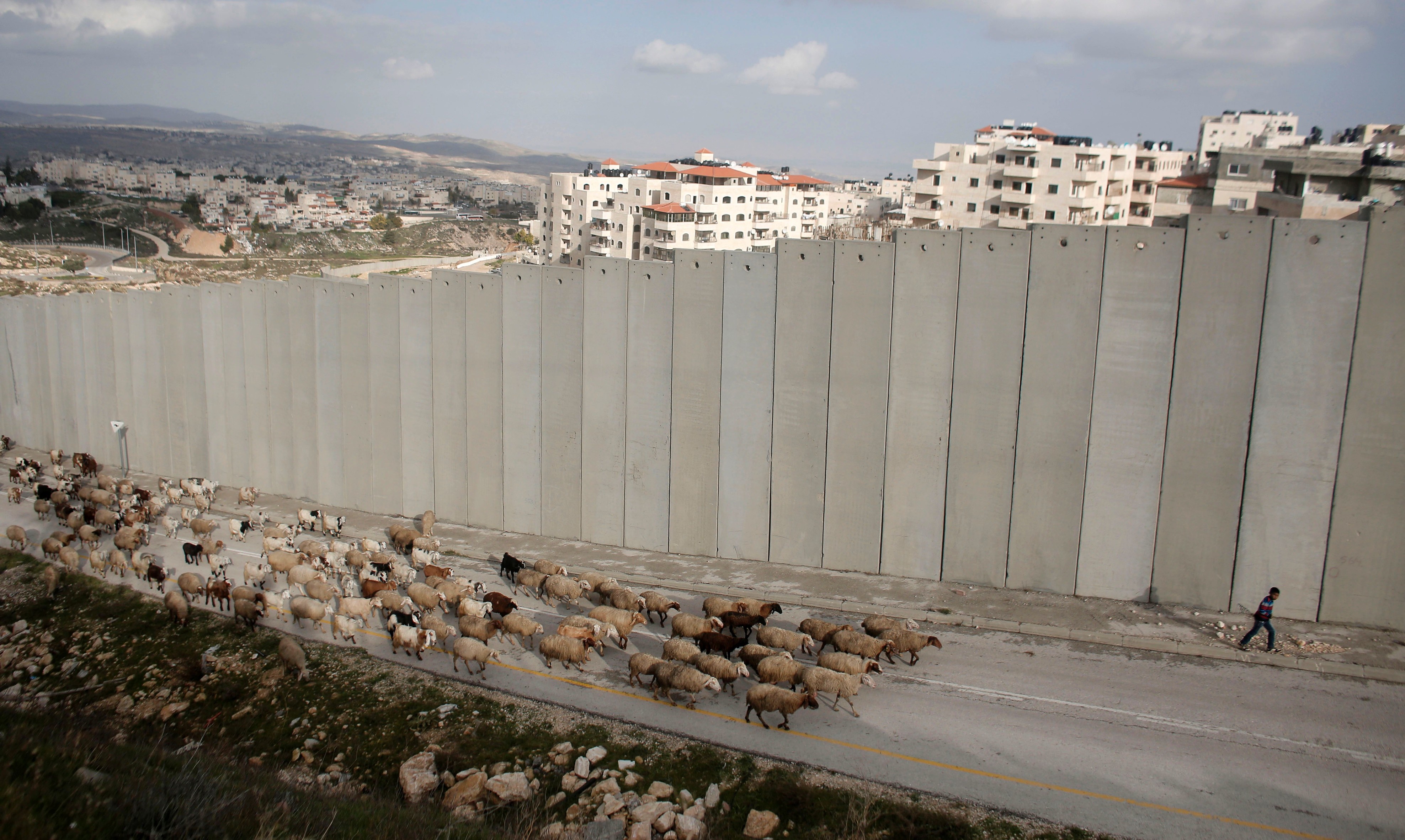 Ein Hirte führt seine Herde an der Mauer entlang, die Ost- und West-Jerusalem trennt