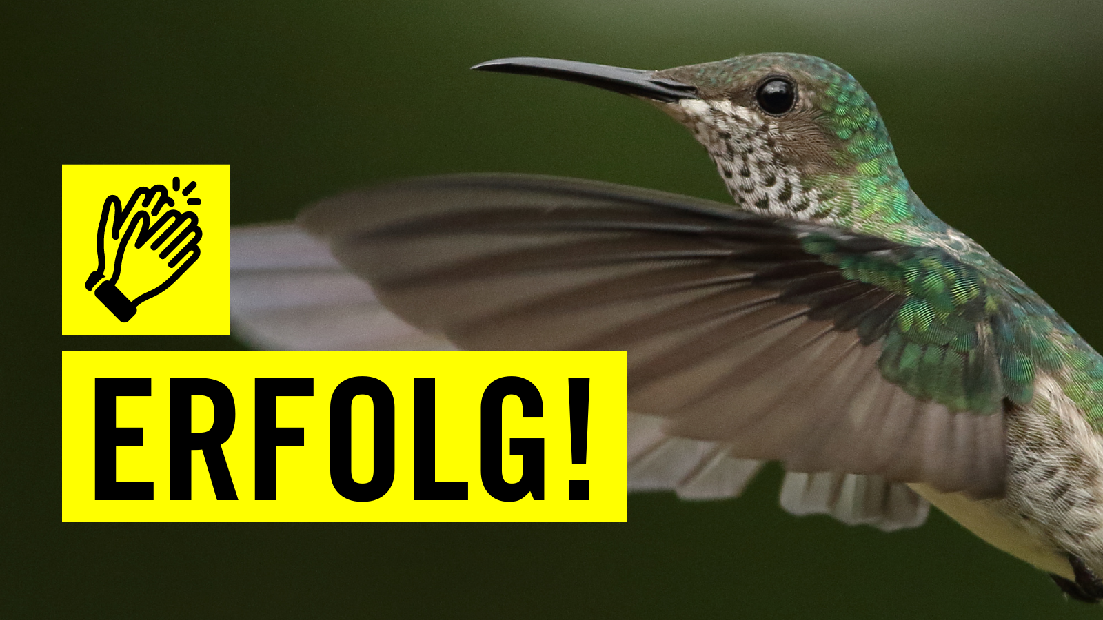 Foto eines fliegenden Kolibris von der Seite(rechts). Im Vordergrund befinden sich ein Pictogram klatschender Hände auf einem gelben Quadrat und ein gelber Balken mit der Aufschrift "Erfolg!" (links).