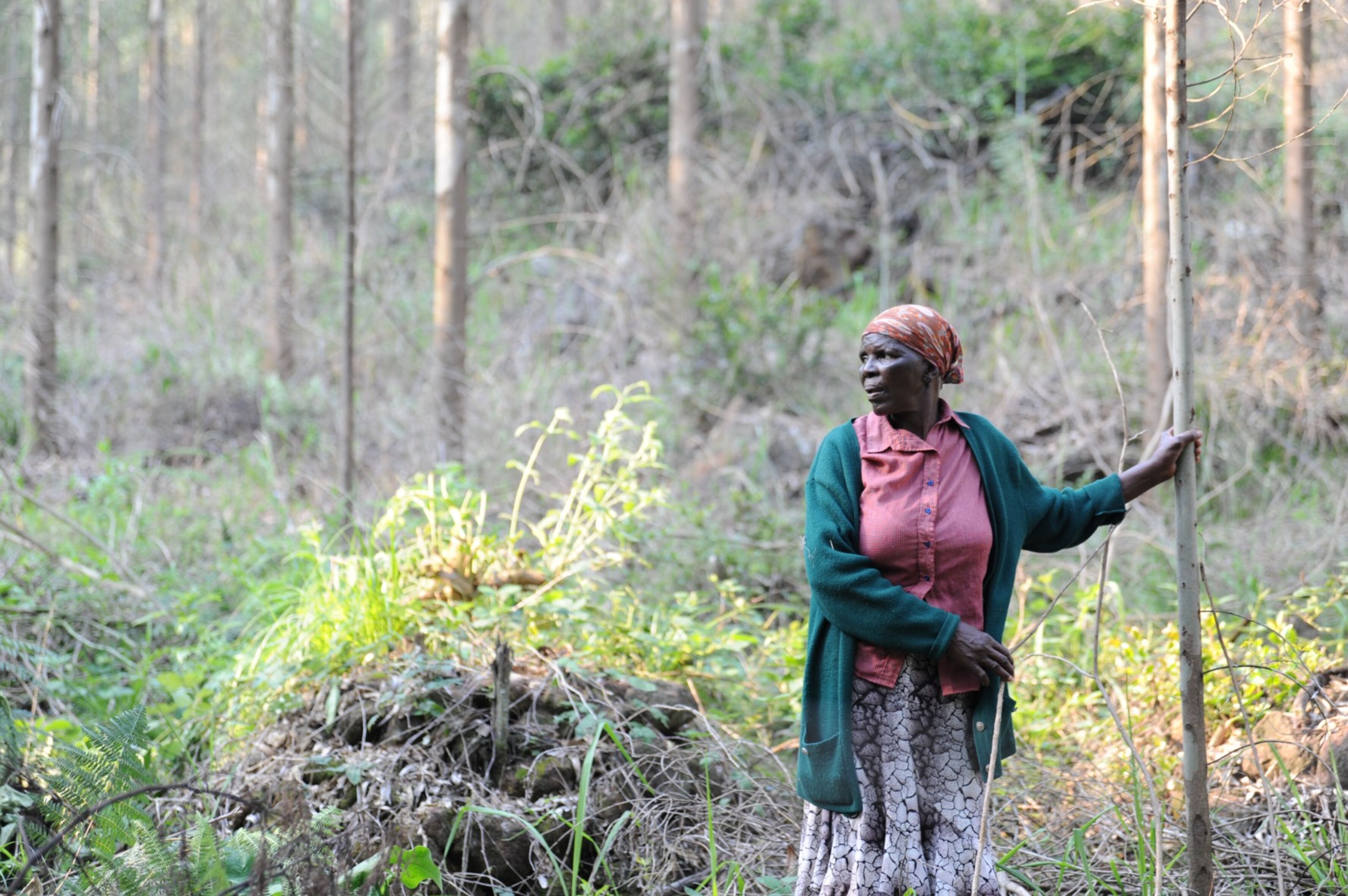 Das Foto zeigt Phumzile Dlamini in einem Wald. Sie blickt nach rechts. In ihrer rechten Hand hält sie einen Stock. Mit ihrer linken Hand stützt sie sich an einem dünnen Baumstamm ab.