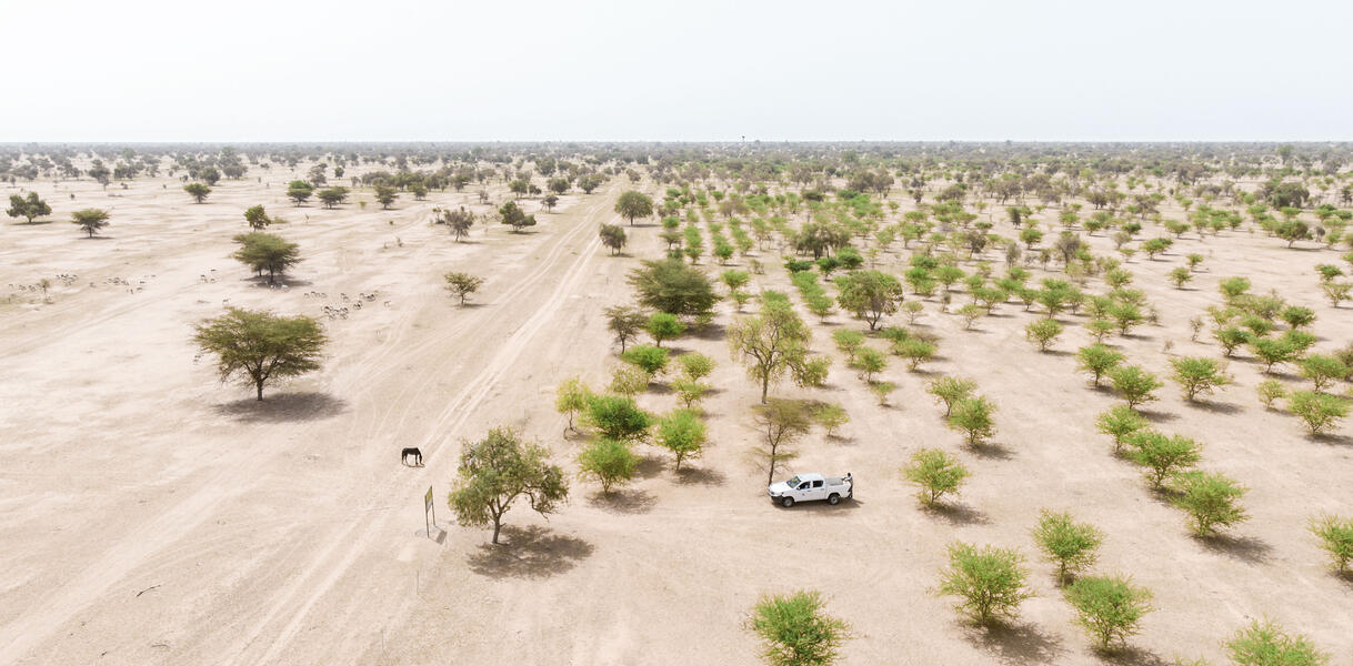 Vogelperspektive auf eine Landschaft in Senegal, deren Boden aus Sand ist und wo Bäume wachsen, die sich bis zum Horizont erstrecken.