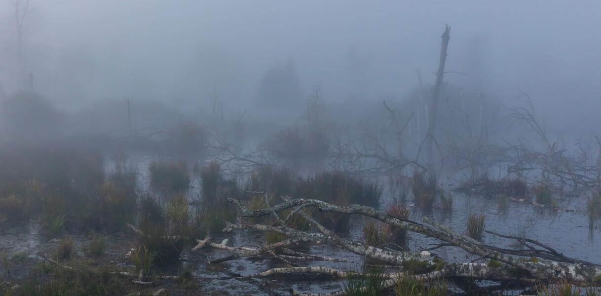 Eine Moorlandschaft; Sträucher, umgefallene Bäume, Wasserlöcher, die im Nebel liegen