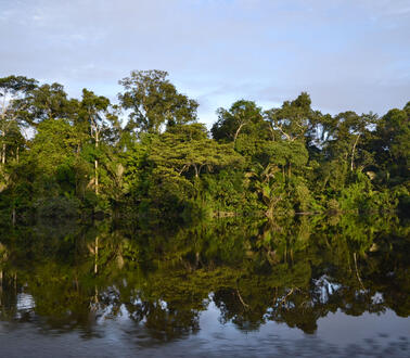 Ein Fluss, hinter dem sich ein Stück ecuadorianischen Regenwalds erstreckt.
