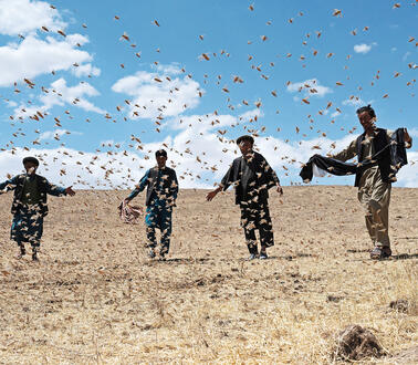 Afghanische Bauern laufen über ein trockenes Weizenfeld und versuchen einen Schwarm von Heuschrecken zu vertreiben, indem sie ihre Arme ausbreiten und mit Tüchern wedeln.