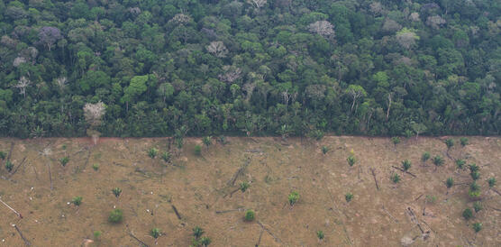 Luftaufnahme von Regenwald. An einer klaren Linie sieht man, wie der Wald gerodet wurde.