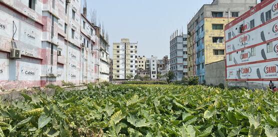 Das Bild zeigt eine Grünfläche mit Pflanzen, umringt von Gebäuden