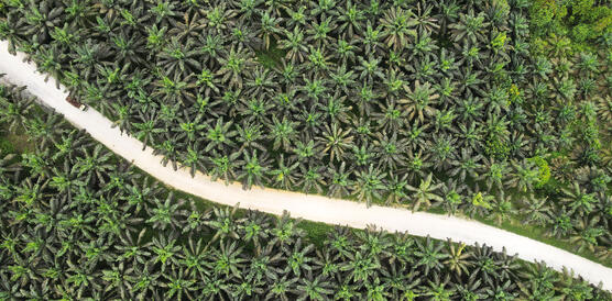 Luftaufnahme einer Plantage, durch die ein Weg durch die Palmen führt.