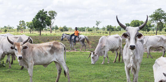 Das Foto zeigt eine Gruppe von sechs größtenteils abgemagerten Rindern auf einer Art Weide. Im Hintergund sitzt ein Hirte auf einem Pferd.