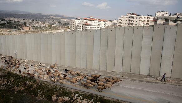 Ein Hirte führt seine Herde an der Mauer entlang, die Ost- und West-Jerusalem trennt