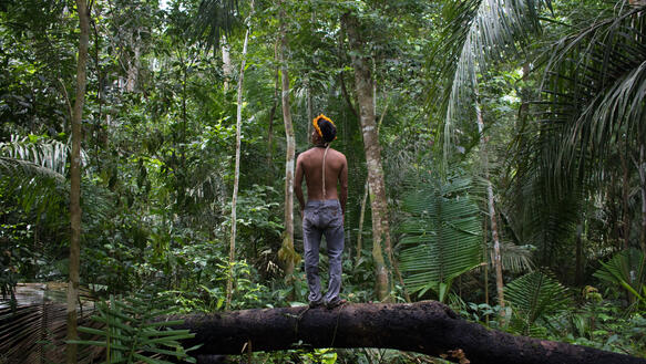 Ein Mann mit Federkopfschmuck steht auf einem querliegenden, umgefallenen Baum um ihn herum sind mit grüne Palmen und andere Regenwaldpflanzen