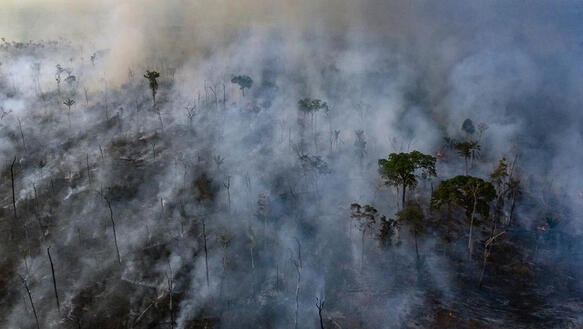 Luftaufnahme, brennende und verkohlte Bäume, Rauchschwaden