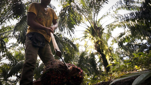 Das Bild eine Person, die mithilfe eines Werkzeugs eine Palmfrucht ab Boden bearbeitet
