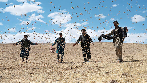 Afghanische Bauern laufen über ein trockenes Weizenfeld und versuchen einen Schwarm von Heuschrecken zu vertreiben, indem sie ihre Arme ausbreiten und mit Tüchern wedeln.