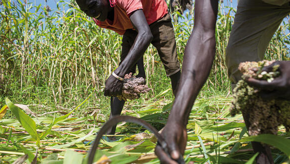 Bauern im Südsudan bei der Ernte auf ihrem Feld: Zwei junge Männer, die in T-Shirts und kurzen Hosen mit ihren Händen ernten.