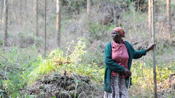 Das Foto zeigt Phumzile Dlamini in einem Wald. Sie blickt nach rechts. In ihrer rechten Hand hält sie einen Stock. Mit ihrer linken Hand stützt sie sich an einem dünnen Baumstamm ab.