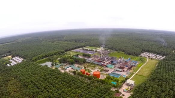 Palmölplantage in Indonesien im November 2016