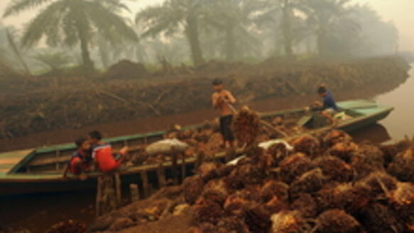 Arbeiter entladen Palmenfrüchte auf einer Palmölplantage in Peat Jaya auf der indonesischen Insel Sumatra im September 2015