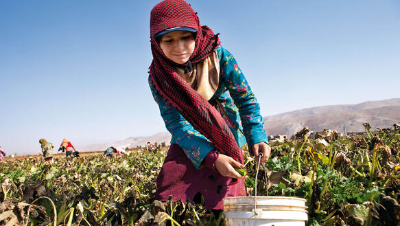 Kinderarbeit im Exil. Syrisches Flüchtlingskind hilft im Libanon bei der Ernte 