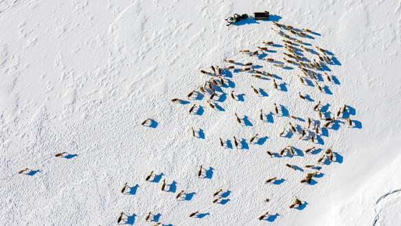 Vogelperspektive auf eine Schneelandschaft, in der eine Herde von Rentieren steht.